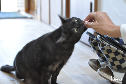 チトさんの食欲 猫のひげ